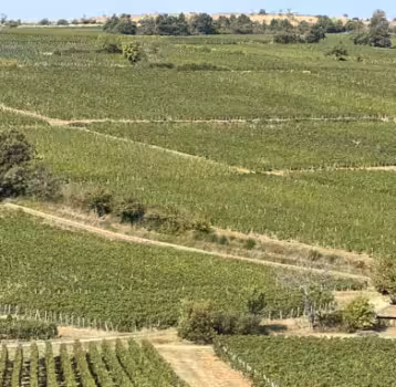 BTSA Viticulture – Œnologie – en 2 ans – UFA Davayé, apprentissage