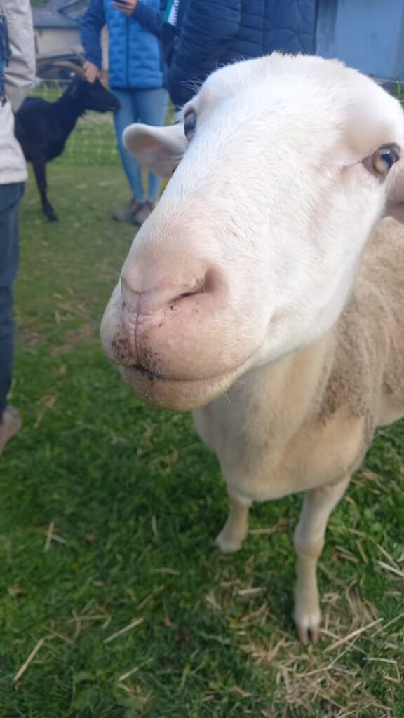 WhatsApp Image 2025-09-25 at 21.03.38 1