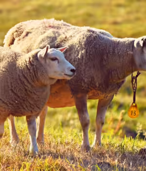 Exploitation agricole site de Charolles