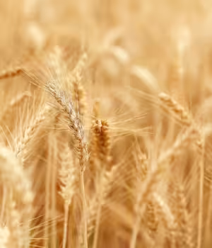 Formations en agriculture