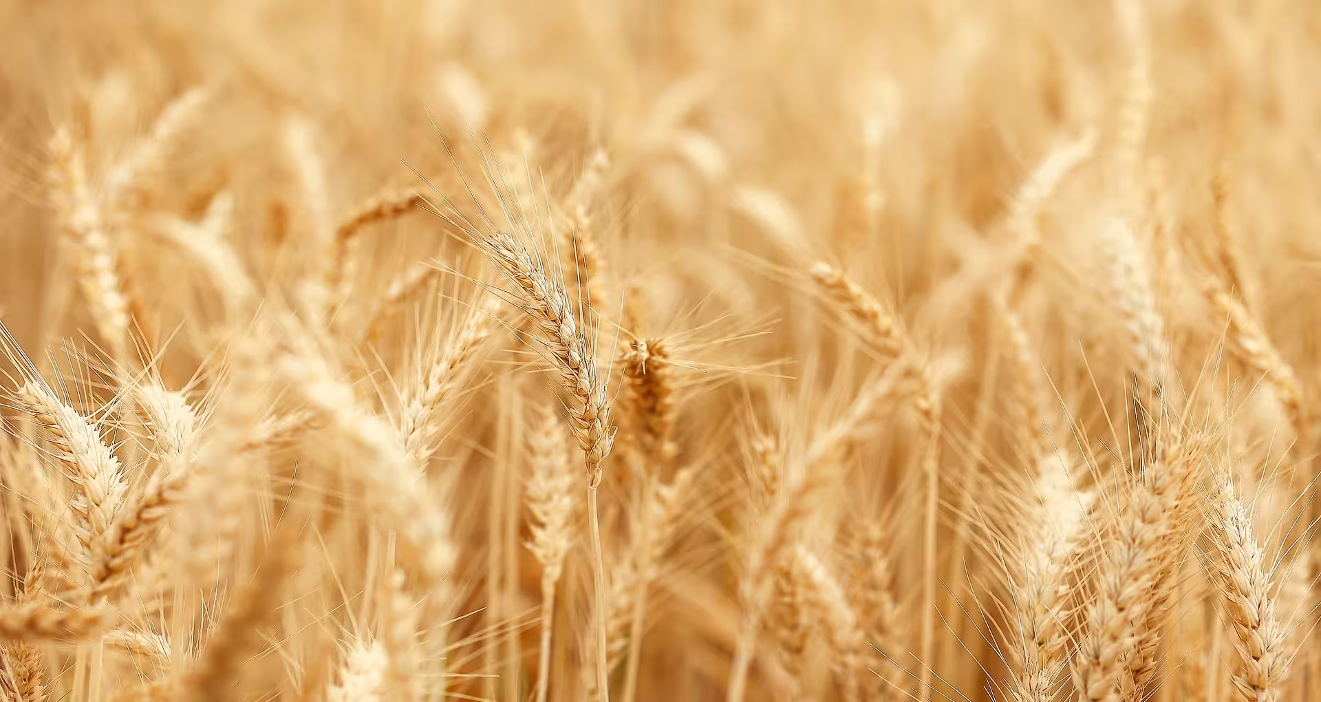 Formations en agriculture