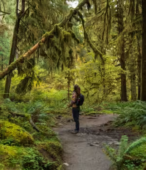 Formations forestières