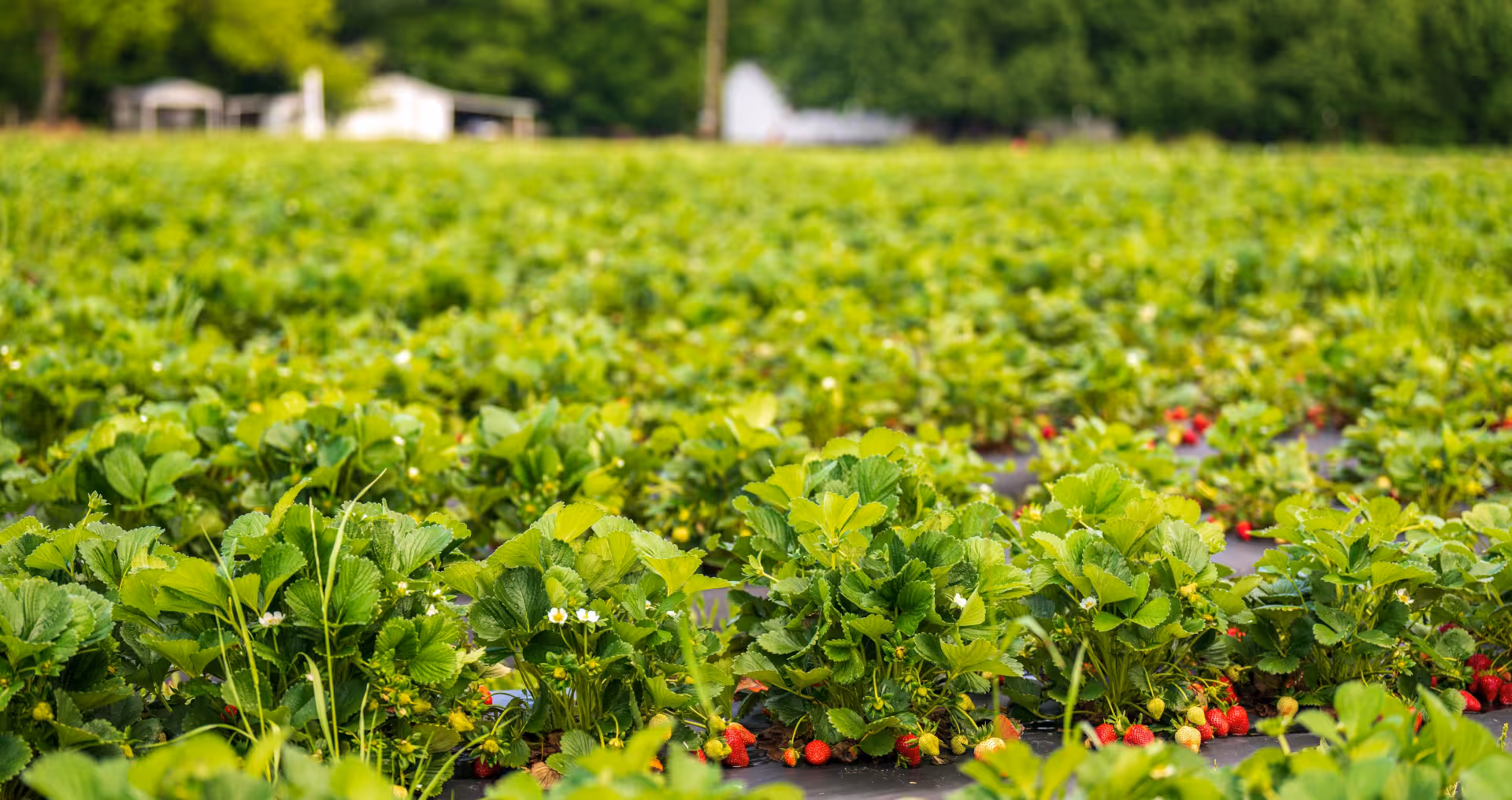 Formations maraîchères