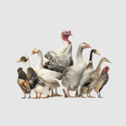 Volailles